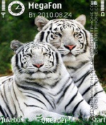 White tigers